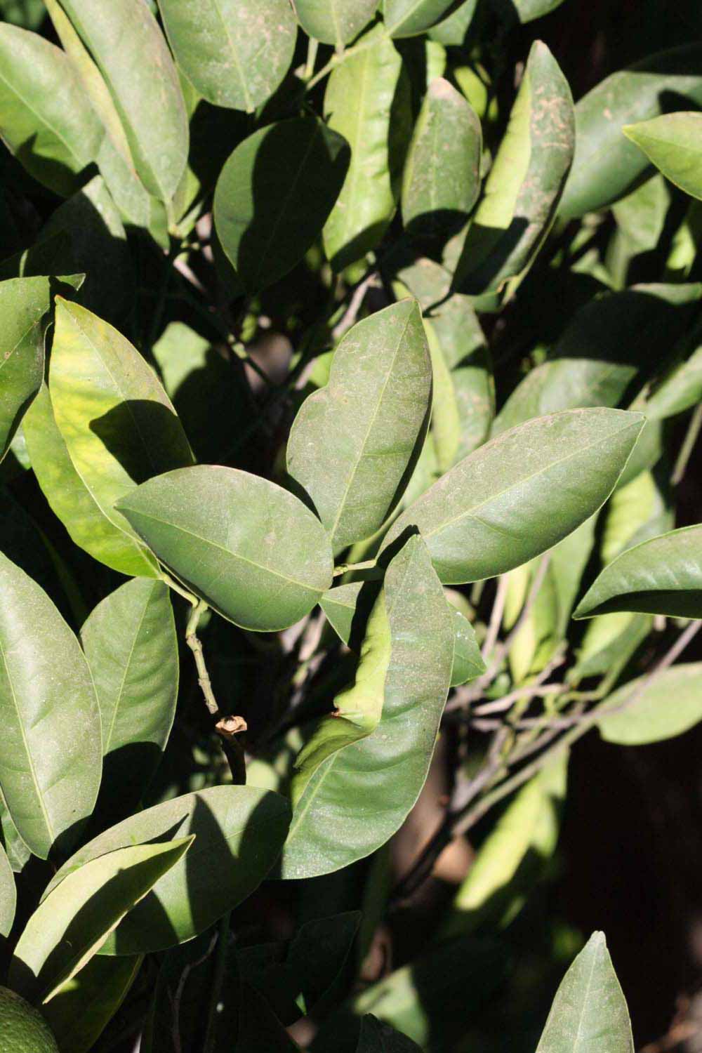              Sun leaves (Riverside, CA)       